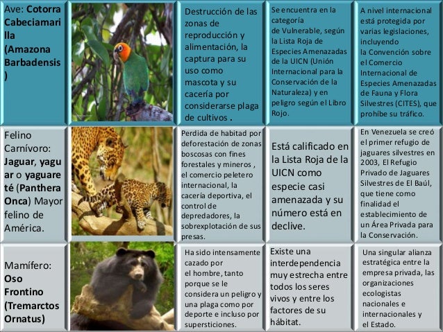 Cuadro sinoptico
