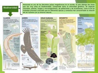 Venezuela es uno de los diecisiete países megadiversos en el mundo. El país alberga dos áreas
que son muy altas en biodiversidad. Comprende tanto la diversidad genética, de especies
(animales, plantas, hongos y microorganismos), de poblaciones y de ecosistemas, como la de los
múltiples procesos culturales que en diferentes épocas y contextos han caracterizado la relación
del ser humano con su entorno natural.
Biodiversidad
Clase Grupo Especies
Vertebrados
Mamíferos 351
Aves 1360
Reptiles (lagartos,
culebras)
341
Anfibios 284
Peces marinos 791
Peces de agua dulce 1000
Invertebrados
(artrópodos)
Mariposas 3000
Insectos 150 000
Moluscos marinos 1200
Esponjas marinas 117
Corales 200
Decápodos marinos 520
Equinodermos 300
Moluscos terrestres 600
Escarabajos 7000
Arácnidos 1040
Diptera 3100
Flora
Plantas vasculares 21 073
Orquídeas 2000
Helechos y parientes 1550
Árboles de palma 300
Algas
Algas de tierra 1110
Algas marinas 565
Líquenes 1420
Fungi
Macrofungi 1100
Mohos 310
Tizones 78
 