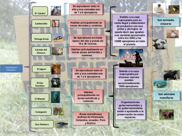 Cuadro sinoptico animales en peligro de extinción