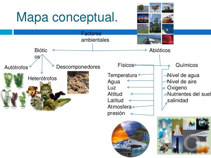 Cuadro sinoptico de ecologia