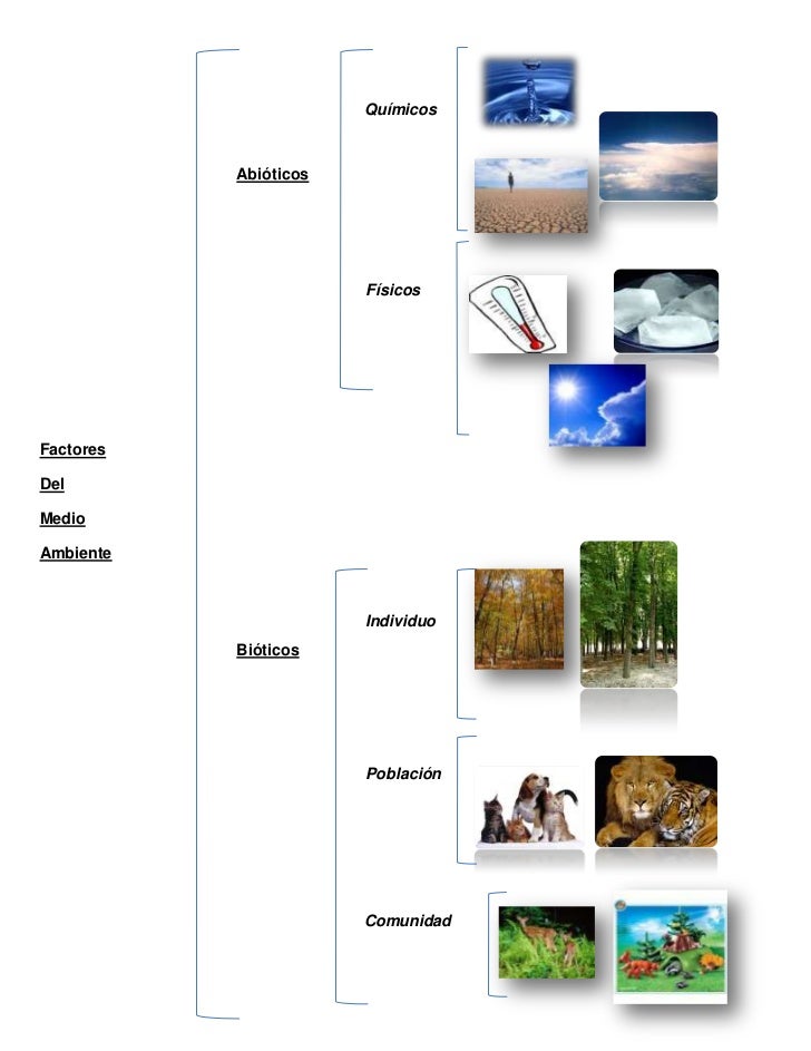 Cuadro sinoptico ecologia