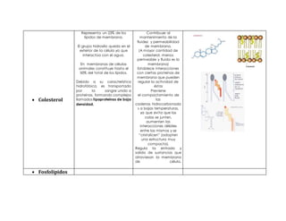  Colesterol
Representa un 23% de los
lípidos de membrana.
El grupo hidroxilo queda en el
exterior de la célula ya que
interactúa con el agua.
En membranas de células
animales constituye hasta el
50% del total de los lípidos.
Debido a su característica
hidrofóbica, es transportado
por la sangre unido a
proteínas, formando complejos
llamados lipoproteínas de baja
densidad.
Contribuye al
mantenimiento de la
fluidez y permeabilidad
de membrana.
(A mayor cantidad de
colesterol, menos
permeable y fluida es la
membrana)
Establece interacciones
con ciertas proteínas de
membrana que pueden
regular la actividad de
éstas
Previene
el compactamiento de
las
cadenas hidrocarbonada
s a bajas temperaturas,
ya que evita que las
colas se junten,
aumenten las
interacciones débiles
entre las mismas y se
“cristalicen” (adopten
una estructura muy
compacta).
Regula la entrada y
salida de sustancias que
atraviesan la membrana
de célula.
 Fosfolípidos
 