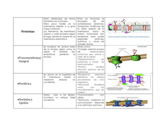 Proteínas
Están distribuidas de forma
asimétrica en la bicapa.
Tiene poca fluidez en la
membrana debido a su gran
masa molecular.
Los filamentos de membrana
sujetan a cada proteína según
el lugar donde se ubique en la
membrana plasmática.
Entre sus funciones se
encargan de ser
catalizadoras (enzimas);
Transportan moléculas de
la parte exterior de la
membrana hacia el
interior (viceversa); Son
receptoras para poder
responder estímulos
químicos, y sirven de
canales iónicos.
Transmembrana/
Integral
Se localizan en ambos lados
de la bicapa según como la
célula lo necesite. Son
Antipáticas penetran la
bicapa.
Sirven como:
*Canales: permite el paso
de determinadas
sustancias que entran o
salen de la célula.
*Desplazamiento de
sustancias a través de
soluto-proteína.
*Enzima: cataliza
reacción química de las
sustancias.
Periférica
Se ubican en la Superficie de
la membrana. Unidas a
mediante enlaces no
covalentes.
*Receptoras: permiten
identificar las células
provenientes de otro
organismo.
*Estructural: Establece
unión con los
microfilamentos que las
rodean.
Ancladasa
Lípidos
Unida solo a los lípidos.
Contiene un enlace frágil
covalente.
*Comunicación con
célula.
*Hormonas: mediante la
comunicación responde
a los estímulos químicos.
 