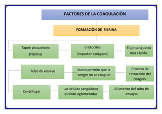 FACTORES DE LA COAGULACIÒN
FORMACIÒN DE FIBRINA
Tapón plaquetario
(Fibrina)
Eritrocitos
(Imparten colágeno)
Flujo sanguíneo
más rápido.
Proceso de
retracción del
coagulo.
Suero permite que la
sangre no se coagule
Centrifugar
Tubo de ensayo
Las células sanguíneas
quedan aglomeradas
Al interior del tubo de
ensayo.
 
