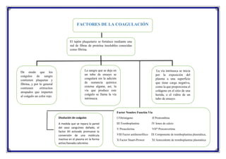 FACTORES DE LA COAGULACIÓN
El tapón plaquetario se fortalece mediante una
red de fibras de proteína insolubles conocidas
como fibrina.
De modo que los
coágulos de sangre
contienen plaquetas y
fibrina, y por lo general
contienen eritrocitos
atrapados que imparten
al coágulo un color rojo.
La sangre que se deja en
un tubo de ensayo se
coagulará sin la adición
de sustancia química
externa alguna; así, la
vía que produce este
coágulo se llama la vía
intrínseca.
La vía intrínseca se inicia
por la exposición del
plasma a una superficie
que tiene carga negativa,
como la que proporciona el
colágeno en el sitio de una
herida, o el vidrio de un
tubo de ensayo.
Disolución de coágulos
A medida que se repara la pared
del vaso sanguíneo dañado, el
factor XII activado promueve la
conversión de una molécula
inactiva en el plasma en la forma
activa llamada calicreína.
Factor Nombre Función Vía
I Fibrinógeno II Protrombina
III Tromboplastina IV Iones de calcio
V Proacelerina VII* Proconvertina
VIII Factor antihemofilico IX Componente de tromboplastina plasmática;
X Factor Stuart-Prower XI Antecedente de tromboplastina plasmática
XII Factor Hageman XIII Factor estabilizador de fibrina
 