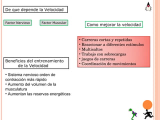 Beneficios del entrenamiento  de la Velocidad Sistema nervioso orden de contracción más rápido Aumento del volumen de la  musculatura Aumentan las reservas energéticas Como mejorar la velocidad De que depende la Velocidad Factor Nervioso Factor Muscular Carreras cortas y repetidas Reaccionar a diferentes estímulos Multisaltos Trabajo con sobrecargas juegos de carreras Coordinación de movimientos 