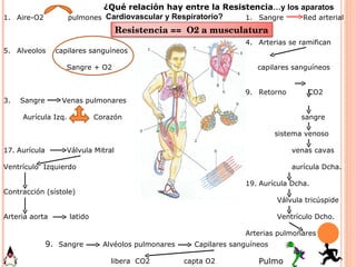 Sangre  Red arterial Arterias se ramifican  capilares sanguíneos Retorno  CO2  sangre sistema venoso venas cavas  aurícula Dcha. Aurícula Dcha.  Válvula tricúspide  Ventrículo Dcho. Arterias pulmonares  Pulmones Aire-O2  pulmones Alveolos  capilares sanguíneos Sangre + O2 3.  Sangre  Venas pulmonares Aurícula Izq.  Corazón Aurícula  Válvula Mitral Ventrículo  Izquierdo  Contracción (sístole) Arteria aorta  latido 9.  Sangre  Alvéolos pulmonares  Capilares sanguíneos  libera  CO2  capta O2 ¿Qué relación hay entre la Resistencia …y los aparatos  Cardiovascular y Respiratorio? Resistencia ==  O2 a musculatura 