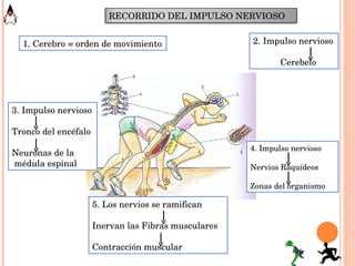 1. Cerebro = orden de movimiento 2. Impulso nervioso Cerebelo 3. Impulso nervioso Tronco del encéfalo Neuronas de la médula espinal 4. Impulso nervioso Nervios Raquídeos Zonas del organismo 5. Los nervios se ramifican Inervan las Fibras musculares Contracción muscular RECORRIDO DEL IMPULSO NERVIOSO 