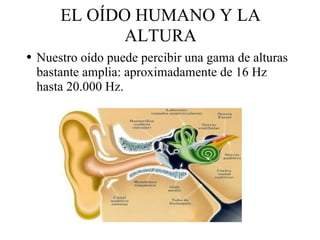 EL OÍDO HUMANO Y LA ALTURA Nuestro oído puede percibir una gama de alturas bastante amplia: aproximadamente de 16 Hz hasta 20.000 Hz.  