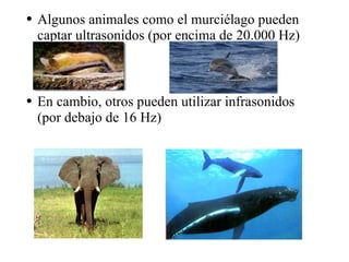 Algunos animales como el murciélago pueden captar ultrasonidos (por encima de 20.000 Hz) En cambio, otros pueden utilizar infrasonidos (por debajo de 16 Hz) 