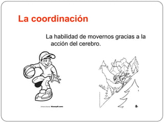 La coordinaciónLa habilidad de movernos gracias a la acción del cerebro.