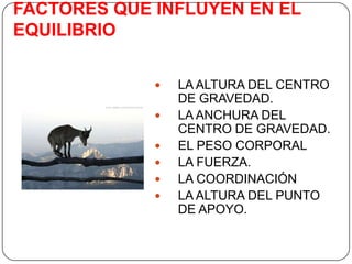 FACTORES QUE INFLUYEN EN EL EQUILIBRIOLA ALTURA DEL CENTRO DE GRAVEDAD.LA ANCHURA DEL CENTRO DE GRAVEDAD.EL PESO CORPORALLA FUERZA.LA COORDINACIÓNLA ALTURA DEL PUNTO DE APOYO.