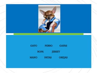 GATO PERRO GAFAS
ROPA JERSEY
MANO PATAS OREJAS
 