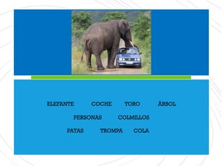 ELEFANTE COCHE TORO ÁRBOL
PERSONAS COLMILLOS
PATAS TROMPA COLA
 