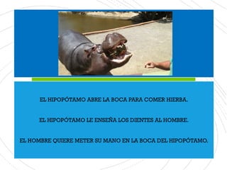 EL HIPOPÓTAMO ABRE LA BOCA PARA COMER HIERBA.
EL HIPOPÓTAMO LE ENSEÑA LOS DIENTES AL HOMBRE.
EL HOMBRE QUIERE METER SU MANO EN LA BOCA DEL HIPOPÓTAMO.
 