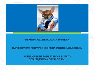 MI PRIMO HA DISFRAZADO A SU PERRO.
EL PERRO TIENE FRÍOY POR ESO SE HA PUESTO GAFAS DE SOL.
MI HERMANA HA DISFRAZADO A SU GATO
CON UN JERSEYY GAFAS DE SOL.
 