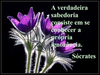 A verdadeira sabedoria consiste em se conhecer a própria ignorância. Sócrates 