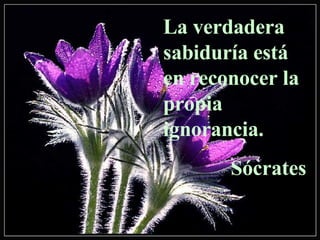 La verdadera sabiduría está en reconocer la propia ignorancia. Sócrates 