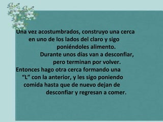 Una vez acostumbrados, construyo una cerca
     en uno de los lados del claro y sigo
                poniéndoles alimento.
         Durante unos días van a desconfiar,
              pero terminan por volver.
Entonces hago otra cerca formando una
  “L” con la anterior, y les sigo poniendo
   comida hasta que de nuevo dejan de
            desconfiar y regresan a comer.
 