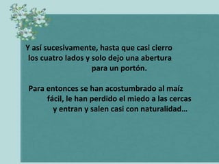 Y así sucesivamente, hasta que casi cierro
 los cuatro lados y solo dejo una abertura
                    para un portón.

Para entonces se han acostumbrado al maíz
     fácil, le han perdido el miedo a las cercas
       y entran y salen casi con naturalidad…
 