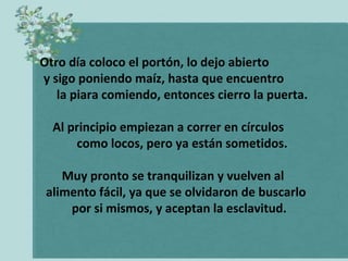 Otro día coloco el portón, lo dejo abierto
y sigo poniendo maíz, hasta que encuentro
   la piara comiendo, entonces cierro la puerta.

  Al principio empiezan a correr en círculos
      como locos, pero ya están sometidos.

    Muy pronto se tranquilizan y vuelven al
 alimento fácil, ya que se olvidaron de buscarlo
     por si mismos, y aceptan la esclavitud.
 