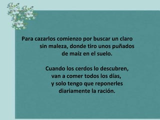 Para cazarlos comienzo por buscar un claro
       sin maleza, donde tiro unos puñados
                de maíz en el suelo.

        Cuando los cerdos lo descubren,
          van a comer todos los días,
          y solo tengo que reponerles
             diariamente la ración.
 