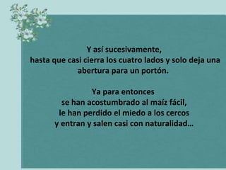 Y así sucesivamente, hasta que casi cierra los cuatro lados y solo deja una abertura para un portón.  Ya para entonces  se han acostumbrado al maíz fácil, le han perdido el miedo a los cercos  y entran y salen casi con naturalidad… 