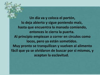 Un día va y coloca el portón, lo deja abierto y sigue poniendo maíz,  hasta que encuentra la manada comiendo, entonces le cierra la puerta.  Al principio empiezan a correr en círculos como locos, pero ya están sometidos.  Muy pronto se tranquilizan y vuelven al alimento fácil que ya se olvidaron de buscar por si mismos, y aceptan la esclavitud.   