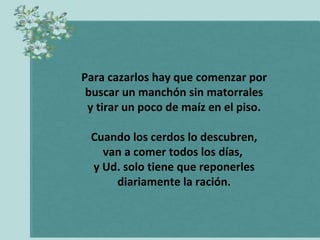 Para cazarlos hay que comenzar por buscar un manchón sin matorrales y tirar un poco de maíz en el piso. Cuando los cerdos lo descubren, van a comer todos los días,  y Ud. solo tiene que reponerles diariamente la ración. 