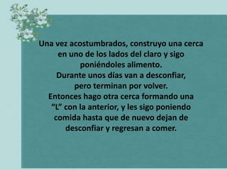 Una vez acostumbrados, construyo una cerca
     en uno de los lados del claro y sigo
           poniéndoles alimento.
     Durante unos días van a desconfiar,
         pero terminan por volver.
  Entonces hago otra cerca formando una
   “L” con la anterior, y les sigo poniendo
    comida hasta que de nuevo dejan de
       desconfiar y regresan a comer.
 
