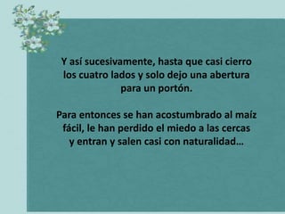 Y así sucesivamente, hasta que casi cierro
 los cuatro lados y solo dejo una abertura
               para un portón.

Para entonces se han acostumbrado al maíz
 fácil, le han perdido el miedo a las cercas
   y entran y salen casi con naturalidad…
 