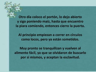 Otro día coloco el portón, lo dejo abierto
 y sigo poniendo maíz, hasta que encuentro
la piara comiendo, entonces cierro la puerta.

  Al principio empiezan a correr en círculos
    como locos, pero ya están sometidos.

    Muy pronto se tranquilizan y vuelven al
alimento fácil, ya que se olvidaron de buscarlo
    por si mismos, y aceptan la esclavitud.
 