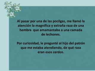 Al pasar por una de las pocilgas, me llamó la
atención la magnífica y extraña raza de una
 hembra que amamantaba a una camada
                de lechones.

Por curiosidad, le pregunté al hijo del patrón
  que me estaba atendiendo, de qué raza
             eran esos cerdos.
 