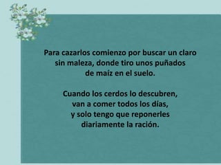 Para cazarlos comienzo por buscar un claro
   sin maleza, donde tiro unos puñados
            de maíz en el suelo.

     Cuando los cerdos lo descubren,
       van a comer todos los días,
       y solo tengo que reponerles
          diariamente la ración.
 