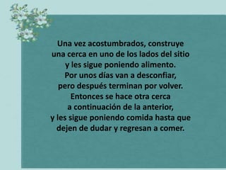 Una vez acostumbrados, construye
una cerca en uno de los lados del sitio
     y les sigue poniendo alimento.
    Por unos días van a desconfiar,
   pero después terminan por volver.
       Entonces se hace otra cerca
      a continuación de la anterior,
y les sigue poniendo comida hasta que
  dejen de dudar y regresan a comer.
 