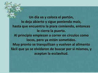 Un día va y coloca el portón,
       lo deja abierto y sigue poniendo maíz,
 hasta que encuentra la piara comiendo, entonces
                  le cierra la puerta.
  Al principio empiezan a correr en círculos como
           locos, pero ya están sometidos.
 Muy pronto se tranquilizan y vuelven al alimento
fácil que ya se olvidaron de buscar por si mismos, y
                aceptan la esclavitud.
 