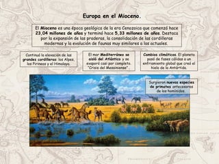 Europa en el Mioceno.
El Mioceno es una época geológica de la era Cenozoica que comenzó hace
23,04 millones de años y terminó hace 5,33 millones de años. Destaca
por la expansión de las praderas, la consolidación de las cordilleras
modernas y la evolución de faunas muy similares a las actuales.
Continuó la elevación de las
grandes cordilleras: los Alpes,
los Pirineos y el Himalaya.
El mar Mediterráneo se
aisló del Atlántico y se
evaporó casi por completo.
“Crisis del Messiniense” .
Cambios climáticos. El planeta
pasó de fases cálidas a un
enfriamiento global que creó el
hielo de la Antártida.
Surgieron nuevas especies
de primates antecesores
de los homínidos.
 