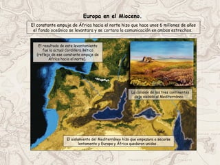 El constante empuje de África hacia el norte hizo que hace unos 6 millones de años
el fondo oceánico se levantara y se cortara la comunicación en ambos estrechos.
El aislamiento del Mediterráneo hizo que empezara a secarse
lentamente y Europa y África quedaron unidas .
Europa en el Mioceno.
La colisión de los tres continentes
dejo aislado al Mediterráneo.
El resultado de este levantamiento
fue la actual Cordillera Bética
(reflejo de ese constante empuje de
África hacia el norte).
 