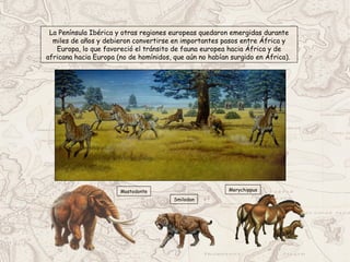 La Península Ibérica y otras regiones europeas quedaron emergidas durante
miles de años y debieron convertirse en importantes pasos entre África y
Europa, lo que favoreció el tránsito de fauna europea hacia África y de
africana hacia Europa (no de homínidos, que aún no habían surgido en África).
Mastodonte
Smilodon
Merychippus
 