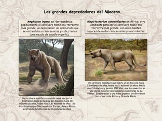 Los grandes depredadores del Mioceno.
Amphicyon ingens en Norteamérica:
posiblemente el carnívoro mamífero terrestre
más grande, un depredador de emboscada que
se enfrentaba a rinocerontes y calicoterios
(una mezcla de caballo y gorila);
Megistotherium osteothlastes en África: otro
candidato para ser el carnívoro mamífero
terrestre más grande, con unos dientes
capaces de matar rinocerontes y mastodontes.
Un carnívoro mamífero conocido como oso-perro.
Existieron desde principios del Mioceno, hace 20
millones de años, hasta hace 1,81 millones de años. Se
distribuyeron por Norteamérica, Europa, Asia y África,
existiendo durante mas de 18 millones de años.
Un carnívoro mamífero que habito en el Mioceno, hace
23 millones de años, hasta los 11 millones de años. Media
unos 3,6 metros y pesaba 900 kilos, que lo convertían en
uno de los mayores depredadores mamíferos de su
tiempo. Era parecido a una hiena gigante. Se distribuyo
por el norte de África y Oriente Medio.
 