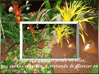 Porque si sigues creyendo en ellos, tus sueños seguirán  … tratando   de florecer en t í . 