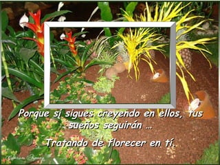 Porque si sigues creyendo en ellos, tus
           sueños seguirán …
     Tratando de florecer en tí.
 