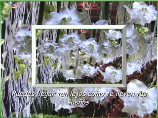 Puedes llegar tan lejos como te lleven tus
                 sueños
 