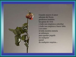 Cuando muere el amor
además del Norte
perdemos también
las ganas de vivir
y todo nos empieza a estorbar
y todo nos empieza a hacer falta
y es como
si toda nuestra esencia
se esfumara
para quedar pegada
en cualquier
pared
de cualquier esquina...
 