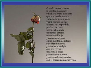 Cuando muere el amor
la soledad nos vence
y no hay abrazo o palabra
que nos pueda rescatar.
La historia se nos parte
y empezamos a dejar
nuestro rastro perdido
por los rincones,
porque el sentido
de darnos enteros
se nos desdibuja
y nos convertimos
en un montón de retazos
y de lágrimas secas
y con una nostalgia
que nos recorre
de arriba a abajo
y que nos enmudece
y que nos deja desnudos
con el corazón en carne viva...
 