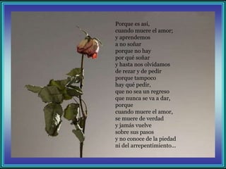 Porque es así,
cuando muere el amor;
y aprendemos
a no soñar
porque no hay
por qué soñar
y hasta nos olvidamos
de rezar y de pedir
porque tampoco
hay qué pedir,
que no sea un regreso
que nunca se va a dar,
porque
cuando muere el amor,
se muere de verdad
y jamás vuelve
sobre sus pasos
y no conoce de la piedad
ni del arrepentimiento...
 