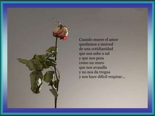 Cuando muere el amor
quedamos a merced
de una cotidianidad
que nos sabe a sal
y que nos pesa
como un muro
que nos avasalla
y no nos da tregua
y nos hace difícil respirar...
 