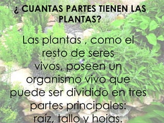 ¿ CUANTAS PARTES TIENEN LAS
        PLANTAS?

  Las plantas , como el
       resto de seres
     vivos, poseen un
   organismo vivo que
puede ser dividido en tres
    partes principales:
     raíz, tallo y hojas.
 