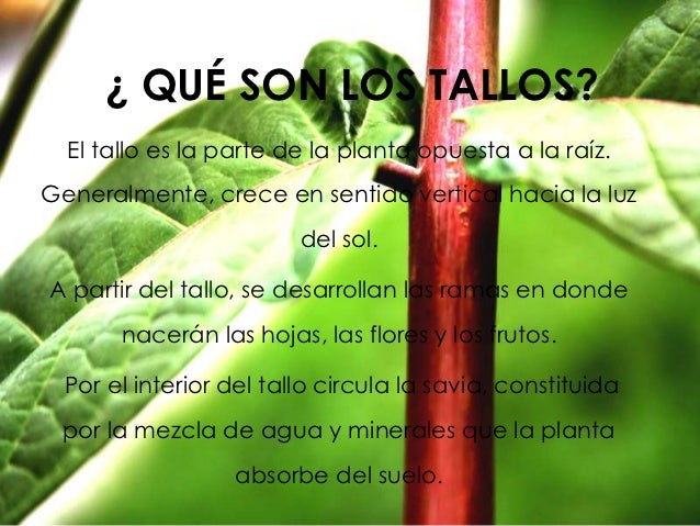 Resultado de imagen para imagen del tallo de la planta