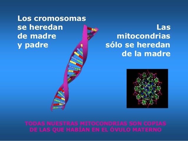 Cuantas razas hay en el mundo